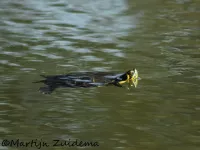 Geelbuikschildpad [Trachemys scripta scripta]